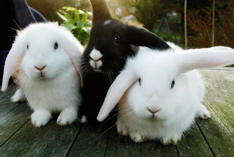 9 Things to Know Before Getting a Pet Rabbit